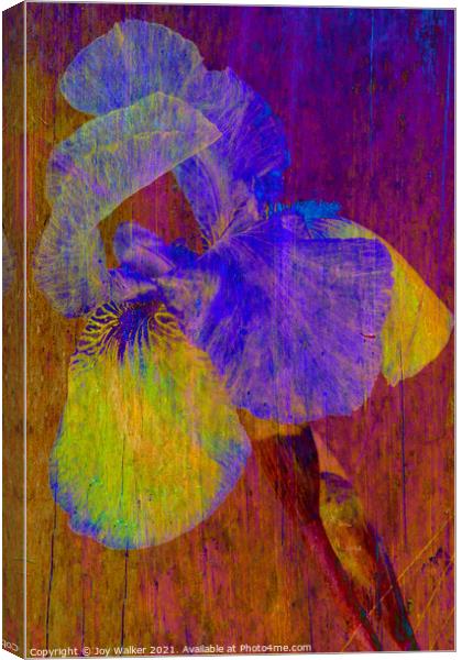 Purple Flag Iris Canvas Print by Joy Walker