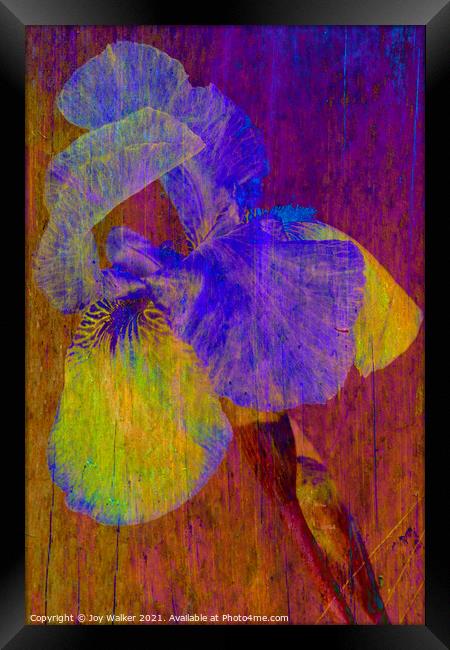 Purple Flag Iris Framed Print by Joy Walker