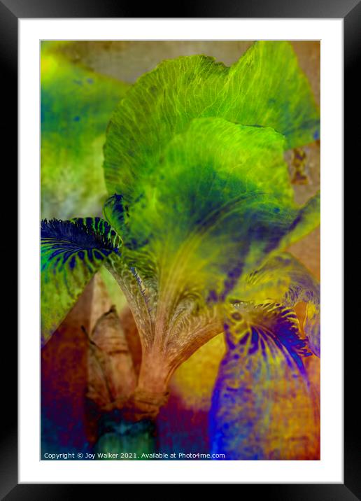 Purple Flag iris Framed Mounted Print by Joy Walker