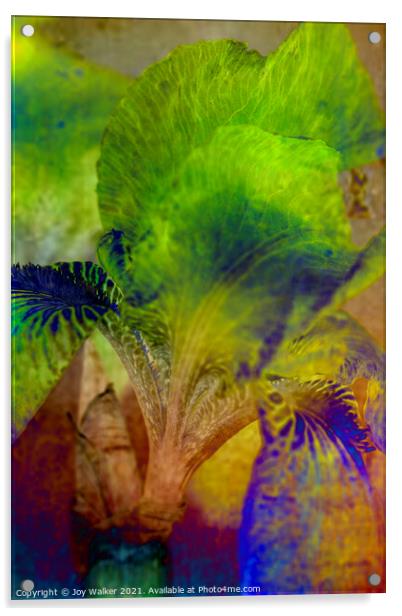 Purple Flag iris Acrylic by Joy Walker