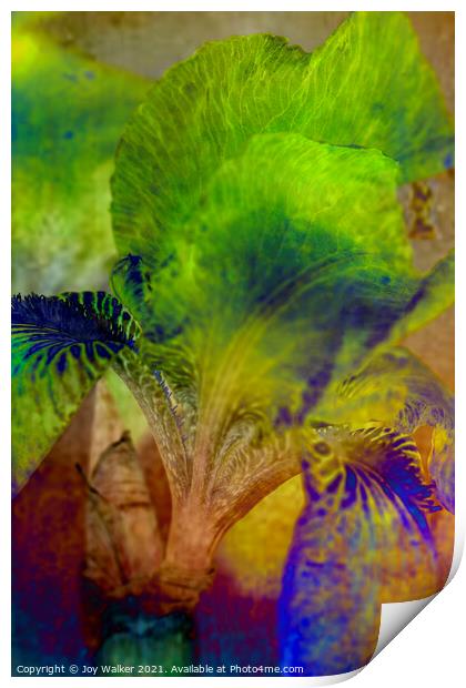 Purple Flag iris Print by Joy Walker