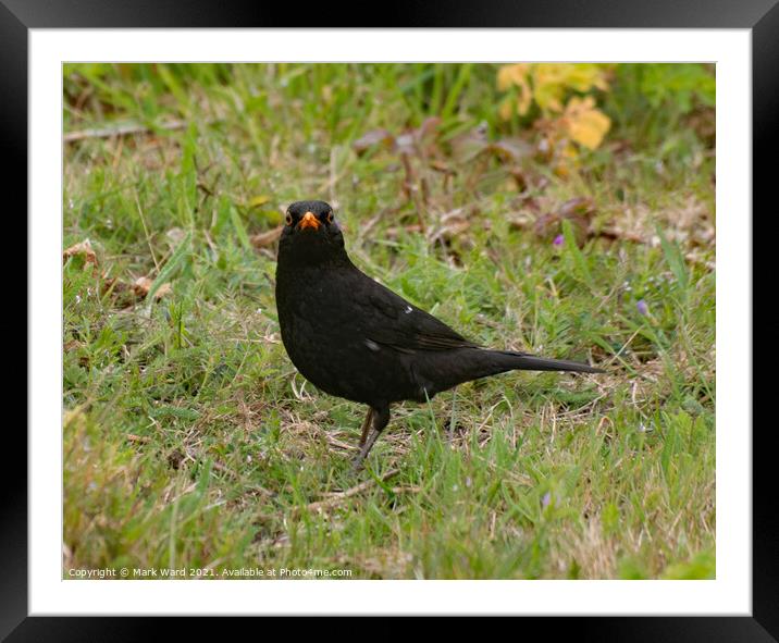 Blackbird Looking for food. Framed Mounted Print by Mark Ward