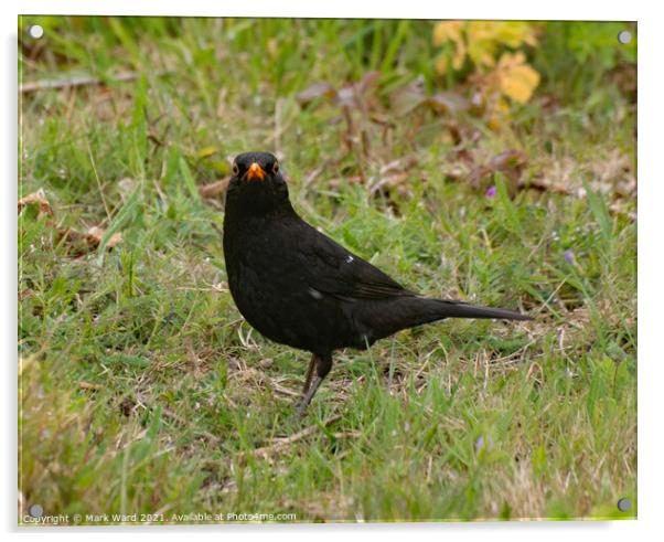 Blackbird Looking for food. Acrylic by Mark Ward