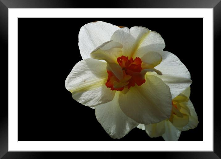 The insistent scent of daffodils Framed Mounted Print by liviu iordache