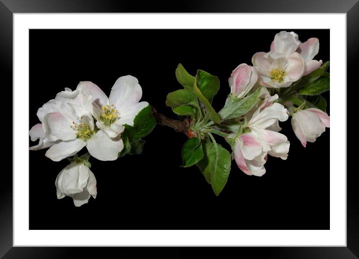 Flowering apple branches Framed Mounted Print by liviu iordache