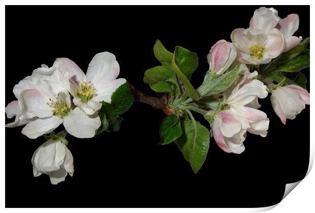 Flowering apple branches Print by liviu iordache