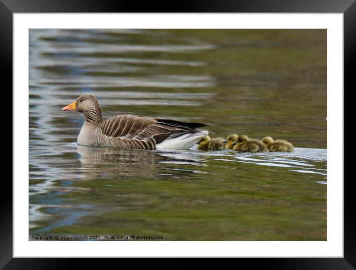 Greylag Goose with Goslings Framed Mounted Print by mary spiteri