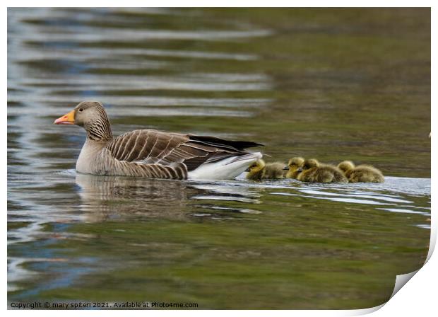 Greylag Goose with Goslings Print by mary spiteri