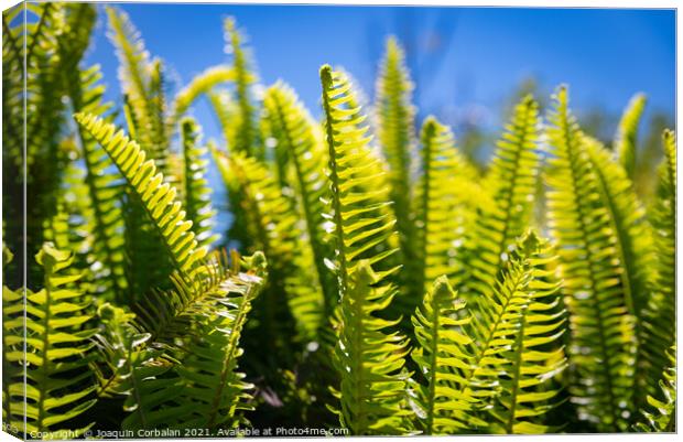 Lush fern leaves cooled by dew with the morning sun in the backg Canvas Print by Joaquin Corbalan