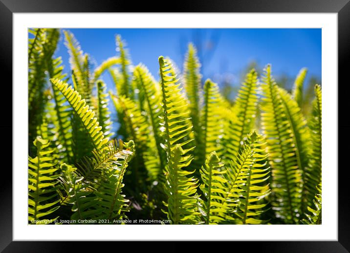 Lush fern leaves cooled by dew with the morning sun in the backg Framed Mounted Print by Joaquin Corbalan