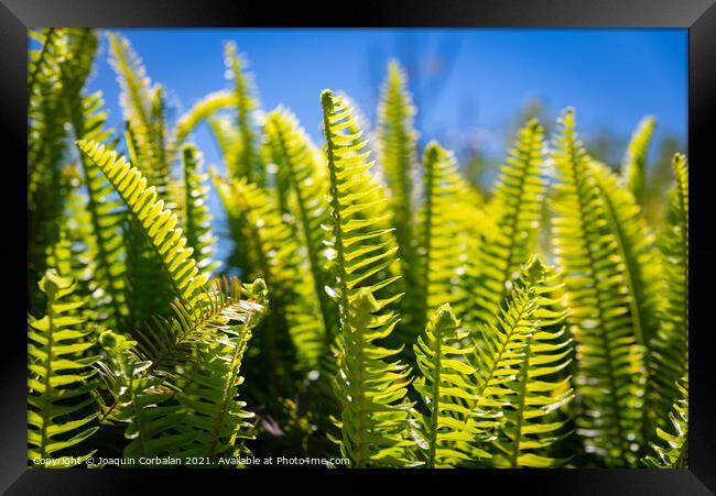 Lush fern leaves cooled by dew with the morning sun in the backg Framed Print by Joaquin Corbalan