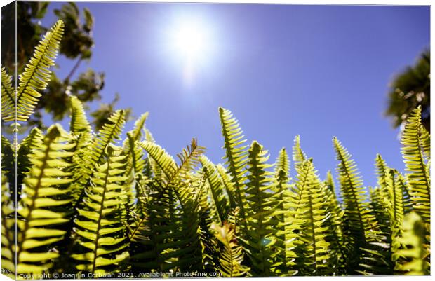 Ferns in the sun suffer the consequences of climate change. Canvas Print by Joaquin Corbalan