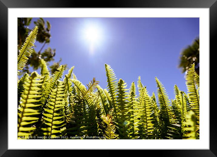 Ferns in the sun suffer the consequences of climate change. Framed Mounted Print by Joaquin Corbalan