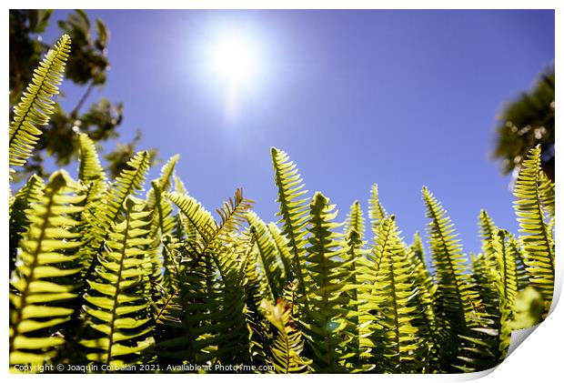 Ferns in the sun suffer the consequences of climate change. Print by Joaquin Corbalan