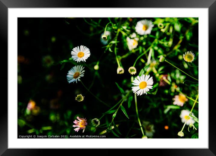 Fresh wild chamomile flowers with a dark background during sprin Framed Mounted Print by Joaquin Corbalan