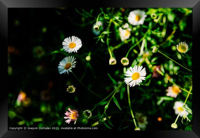 Fresh wild chamomile flowers with a dark background during sprin Framed Print by Joaquin Corbalan