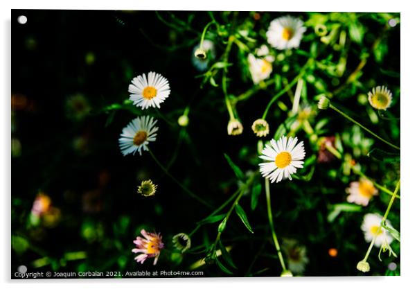 Fresh wild chamomile flowers with a dark background during sprin Acrylic by Joaquin Corbalan