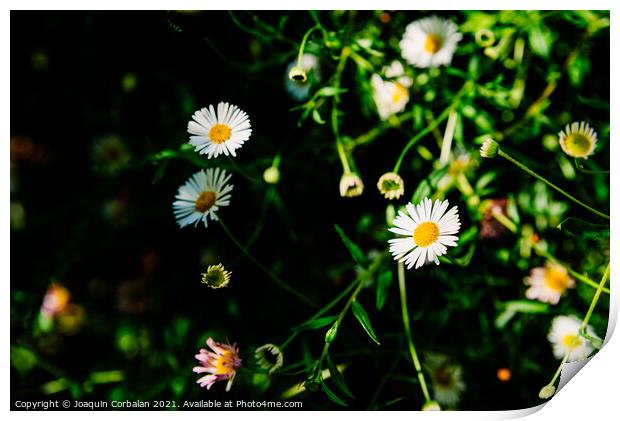 Fresh wild chamomile flowers with a dark background during sprin Print by Joaquin Corbalan
