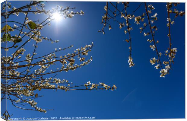Almond blossoms in intense summer sunshine, seen against the blu Canvas Print by Joaquin Corbalan