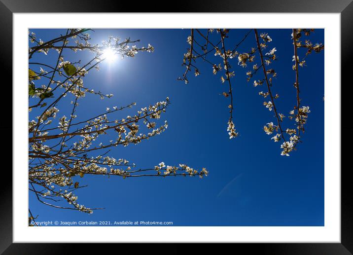 Almond blossoms in intense summer sunshine, seen against the blu Framed Mounted Print by Joaquin Corbalan