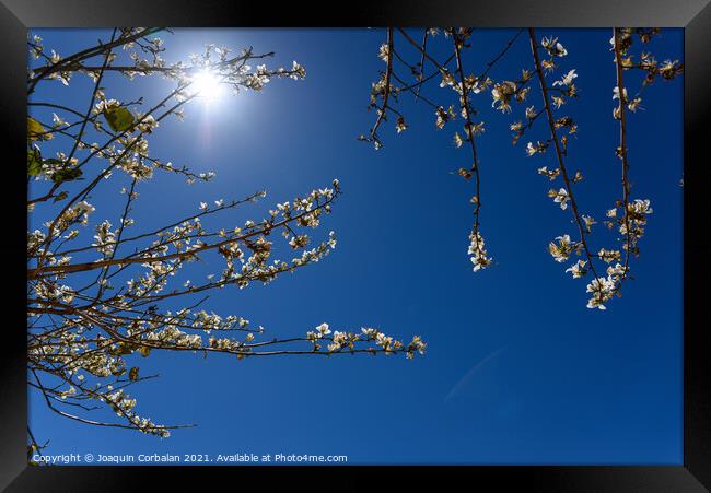 Almond blossoms in intense summer sunshine, seen against the blu Framed Print by Joaquin Corbalan