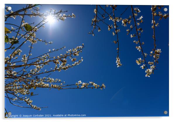 Almond blossoms in intense summer sunshine, seen against the blu Acrylic by Joaquin Corbalan