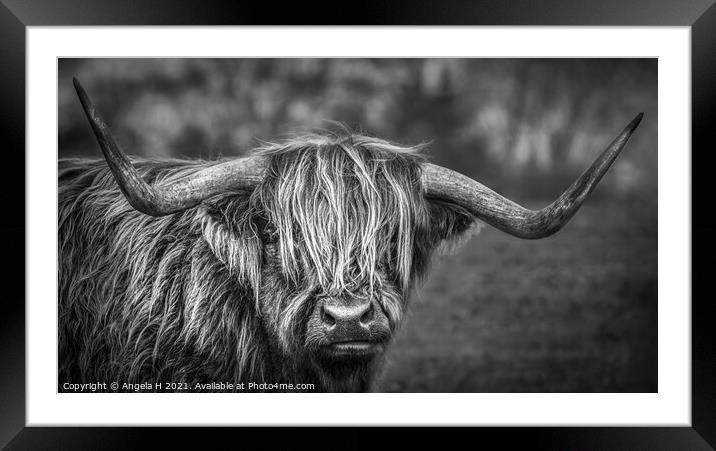 Highland Cow Framed Mounted Print by Angela H