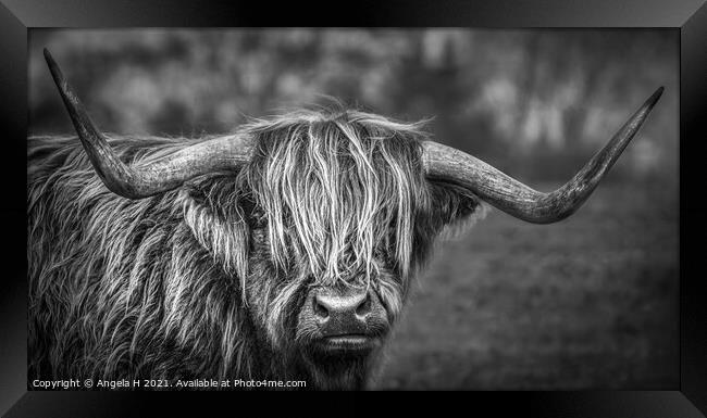 Highland Cow Framed Print by Angela H