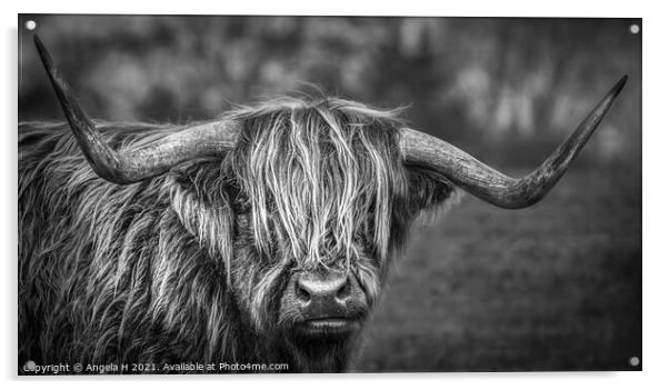 Highland Cow Acrylic by Angela H