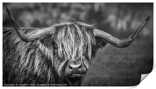 Highland Cow Print by Angela H