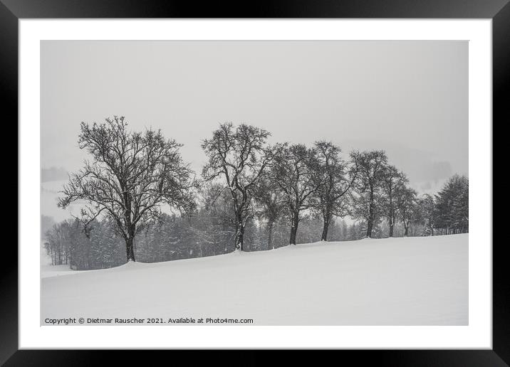 Bare Pear Trees in Winter with Snow in the Mostviertel, Lower Au Framed Mounted Print by Dietmar Rauscher
