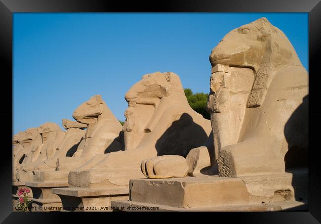 Alley of the Ram Headed Sphinxes in Luxor Framed Print by Dietmar Rauscher
