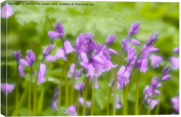  Bluebells in bloom Canvas Print by Derrick Fox Lomax