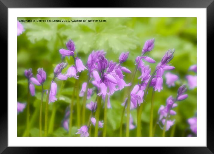  Bluebells in bloom Framed Mounted Print by Derrick Fox Lomax
