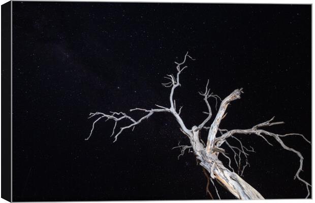 Dry, Bleached, Dead Tree at Night with Star Sky Canvas Print by Dietmar Rauscher