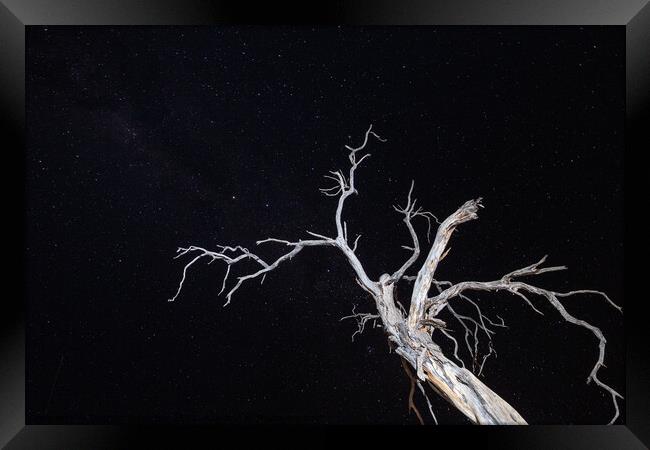 Dry, Bleached, Dead Tree at Night with Star Sky Framed Print by Dietmar Rauscher