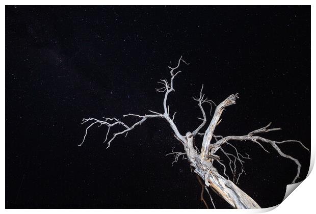 Dry, Bleached, Dead Tree at Night with Star Sky Print by Dietmar Rauscher