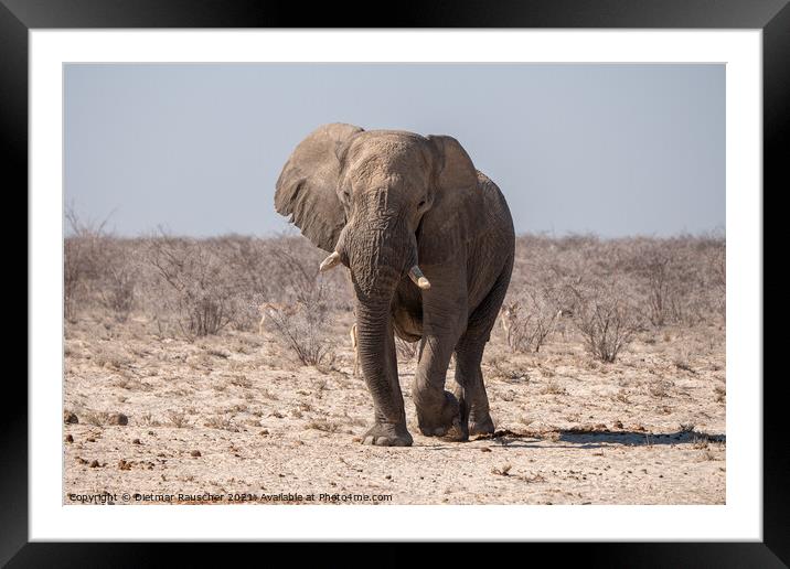 African Elephant in Etosha National Park, Namibia Framed Mounted Print by Dietmar Rauscher