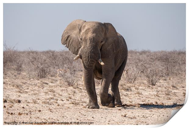 African Elephant in Etosha National Park, Namibia Print by Dietmar Rauscher