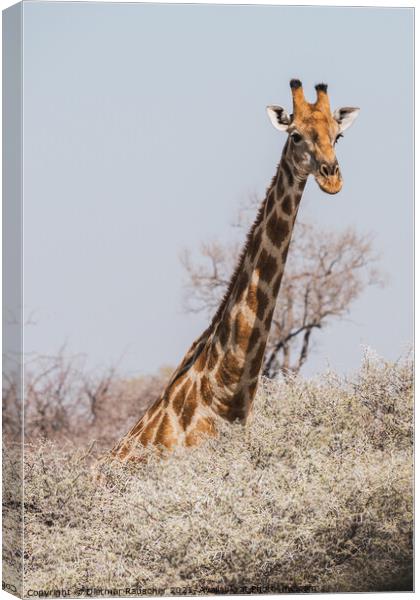 Angolan Giraffe Head and Neck above the Bushes in Etosha Nationa Canvas Print by Dietmar Rauscher