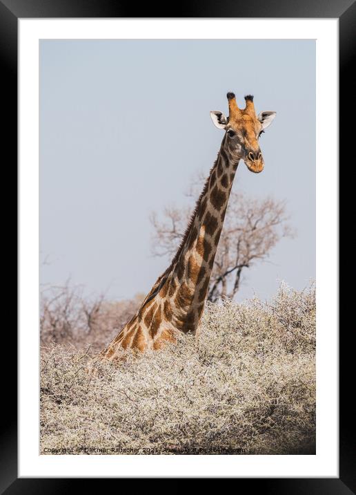 Angolan Giraffe Head and Neck above the Bushes in Etosha Nationa Framed Mounted Print by Dietmar Rauscher