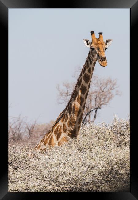 Angolan Giraffe Head and Neck above the Bushes in Etosha Nationa Framed Print by Dietmar Rauscher