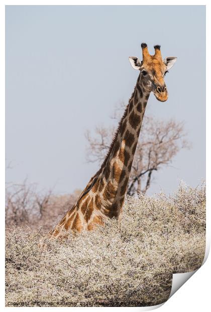 Angolan Giraffe Head and Neck above the Bushes in Etosha Nationa Print by Dietmar Rauscher