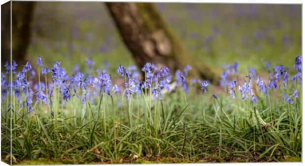 Bluebell Panorama Canvas Print by Mark Jones