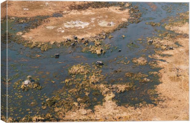 Okavango Delta Aerial with Elephant Herd in a Swamp Canvas Print by Dietmar Rauscher