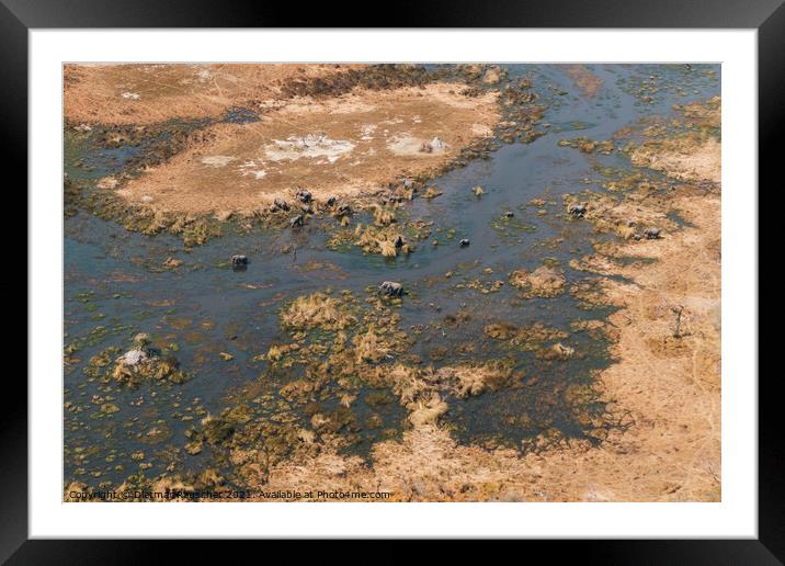 Okavango Delta Aerial with Elephant Herd in a Swamp Framed Mounted Print by Dietmar Rauscher
