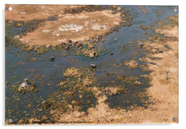 Okavango Delta Aerial with Elephant Herd in a Swamp Acrylic by Dietmar Rauscher