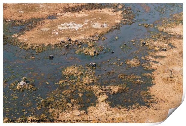 Okavango Delta Aerial with Elephant Herd in a Swamp Print by Dietmar Rauscher