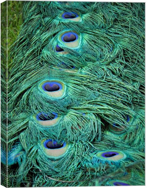 Peacock Tail Feathers Canvas Print by alan todd