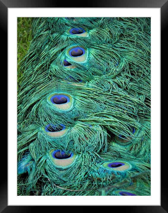 Peacock Tail Feathers Framed Mounted Print by alan todd